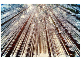canvas-print-trees-in-the-snow
