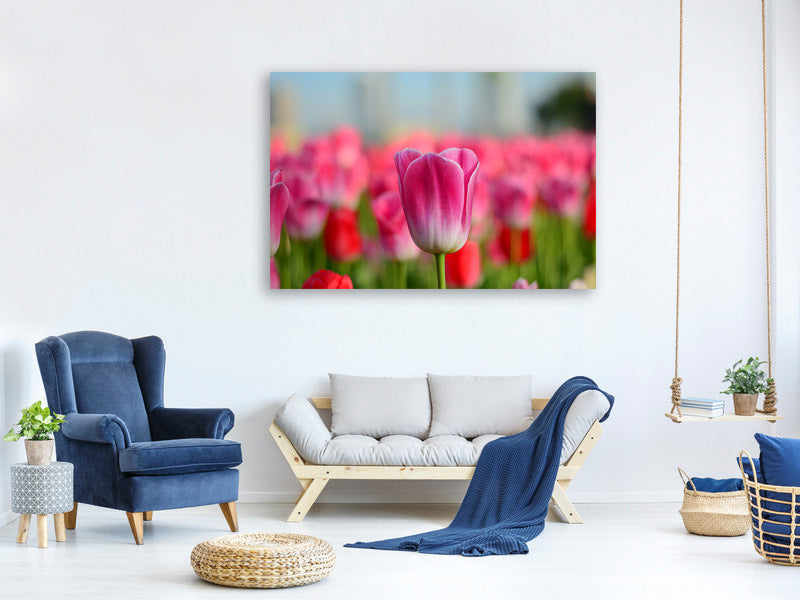 canvas-print-tulip-field-in-pink-red