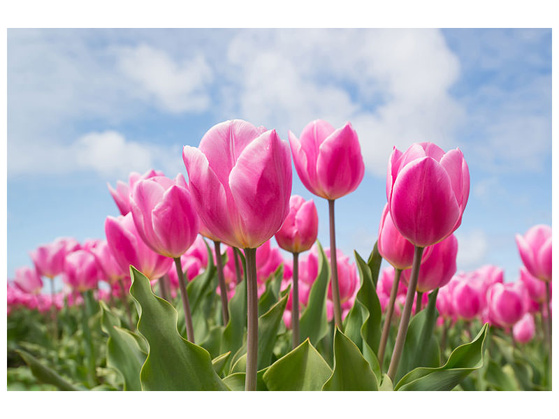 canvas-print-tulip-field-in-pink