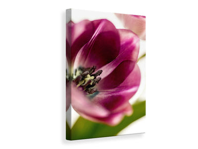canvas-print-tulip-iii