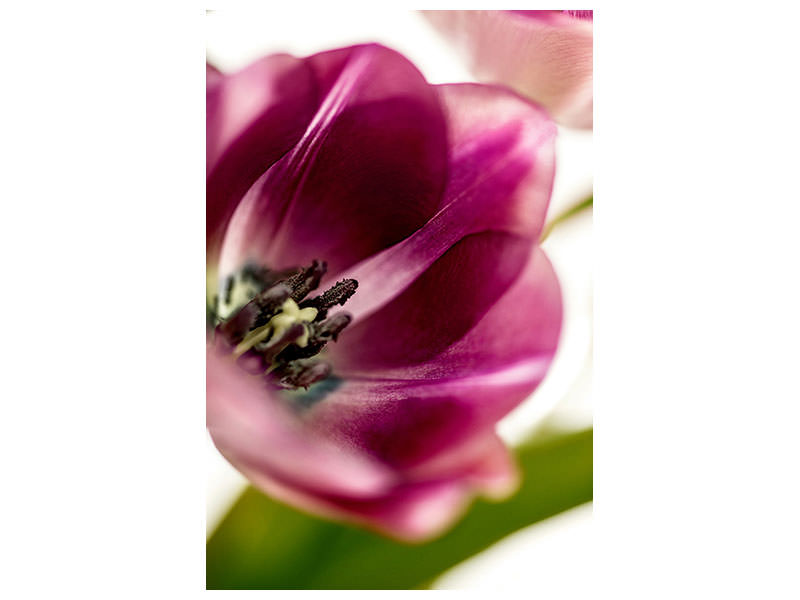 canvas-print-tulip-iii
