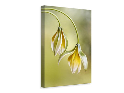 canvas-print-tulipa-x