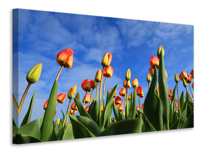 canvas-print-tulips-tower-to-the-sky