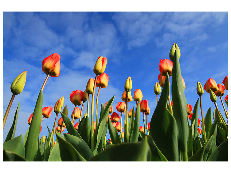 canvas-print-tulips-tower-to-the-sky