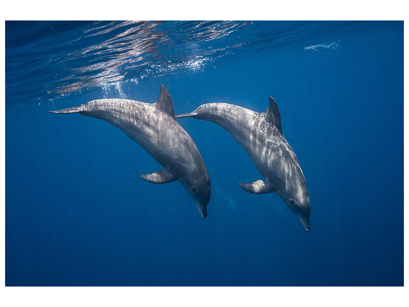 canvas-print-two-bottlenose-dolphins