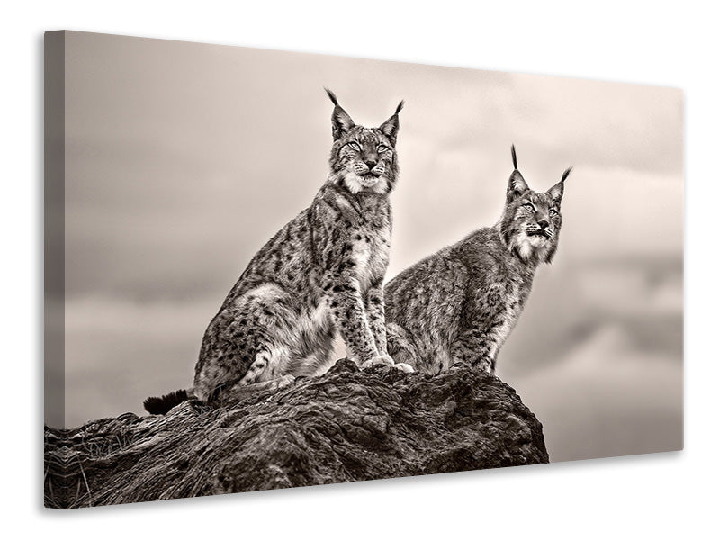 canvas-print-two-lynx-on-rock