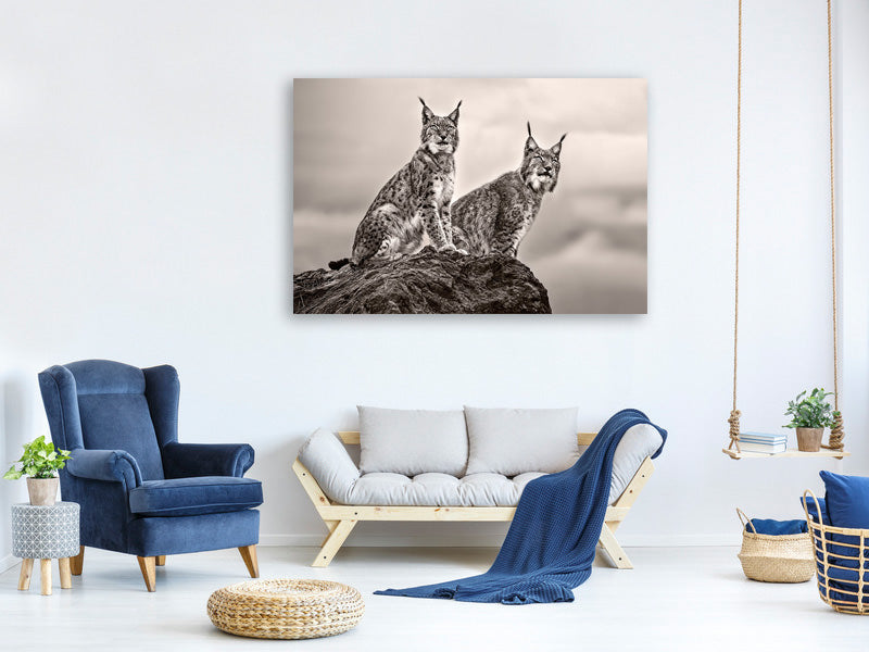 canvas-print-two-lynx-on-rock