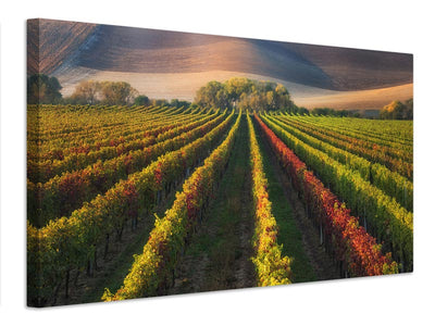 canvas-print-vineyard-in-autumn-x