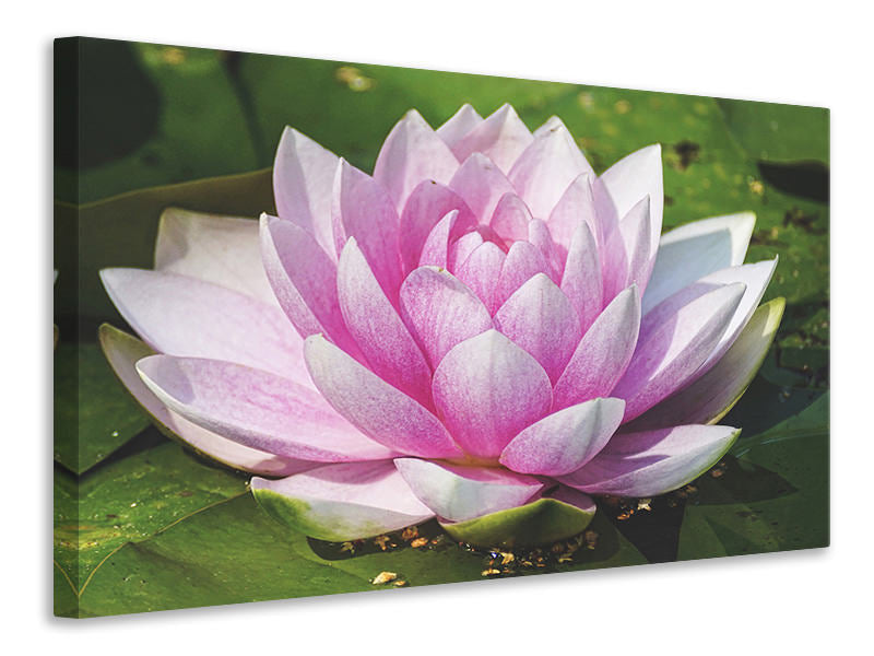 canvas-print-water-lily-in-pink