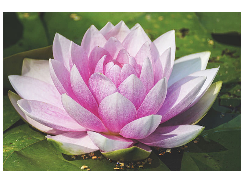 canvas-print-water-lily-in-pink