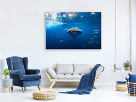 canvas-print-whale-shark-escorted-by-a-school-of-bonito