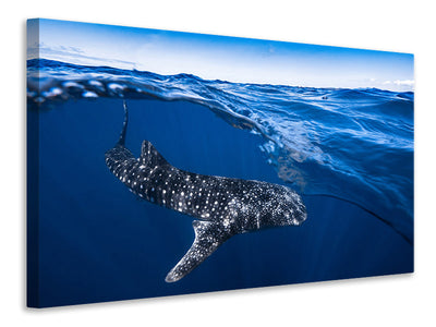 canvas-print-whale-shark-on-split-level