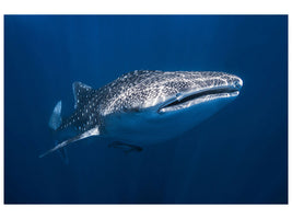 canvas-print-whale-shark
