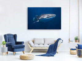 canvas-print-whale-shark