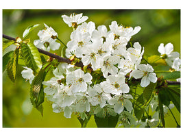 canvas-print-white-flowers-in-xl