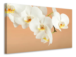 canvas-print-white-orchid-flowers