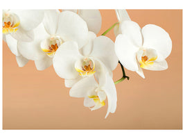 canvas-print-white-orchid-flowers