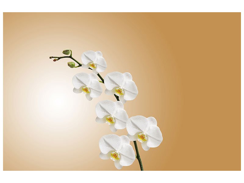 canvas-print-white-orchids-xl