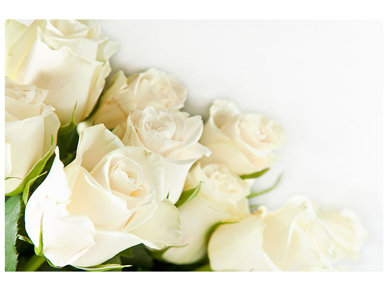 canvas-print-white-roses