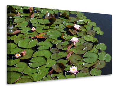 canvas-print-white-water-lilies-in-the-pond