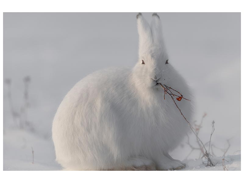 canvas-print-wild-arctic-hare-x