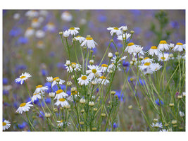 canvas-print-wild-flower-meadow