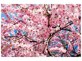 canvas-print-wonderful-japanese-cherry
