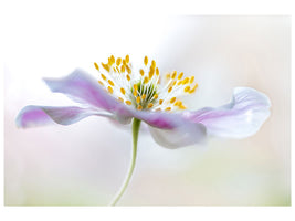 canvas-print-wood-anemone