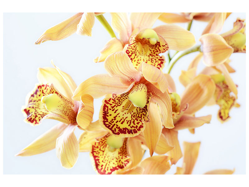 canvas-print-yellow-orchid