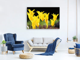 canvas-print-yellow-tulips-in-the-nature