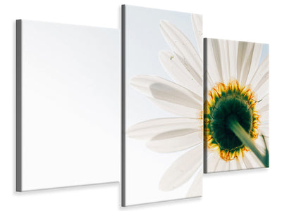 modern-3-piece-canvas-print-a-daisy