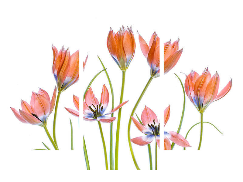 modern-3-piece-canvas-print-apricot-tulips