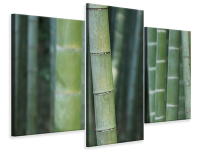 modern-3-piece-canvas-print-bamboo-in-xxl