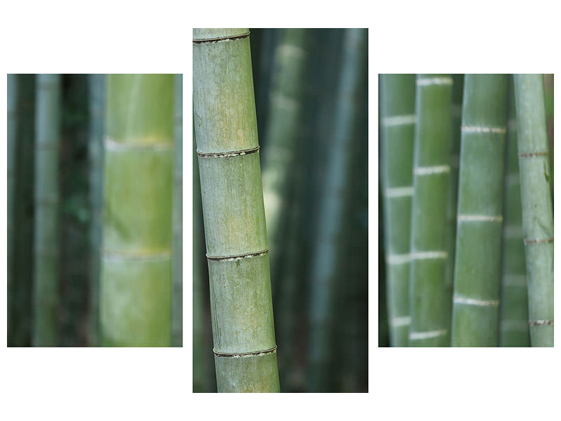 modern-3-piece-canvas-print-bamboo-in-xxl