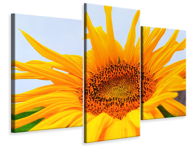 modern-3-piece-canvas-print-big-sunflower