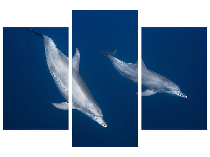 modern-3-piece-canvas-print-bottlenose-dolphins