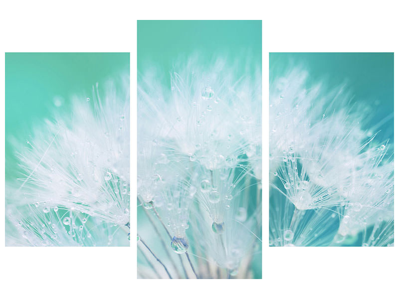 modern-3-piece-canvas-print-close-up-dandelion-in-morning-dew