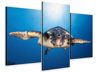 modern-3-piece-canvas-print-face-to-face-with-a-hawksbill-sea-turtle