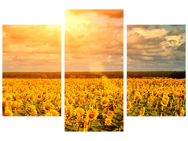 modern-3-piece-canvas-print-golden-light-sunflower