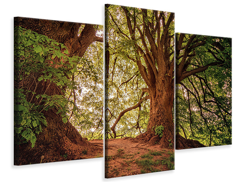 modern-3-piece-canvas-print-in-the-dense-forest
