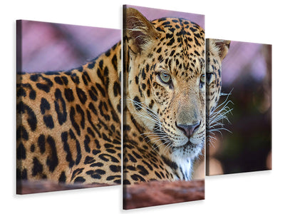 modern-3-piece-canvas-print-leopard