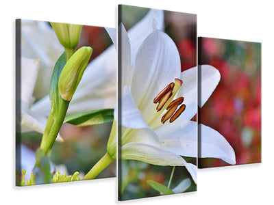 modern-3-piece-canvas-print-magnificent-lily-in-white