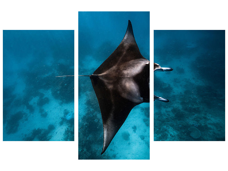 modern-3-piece-canvas-print-manta-fly