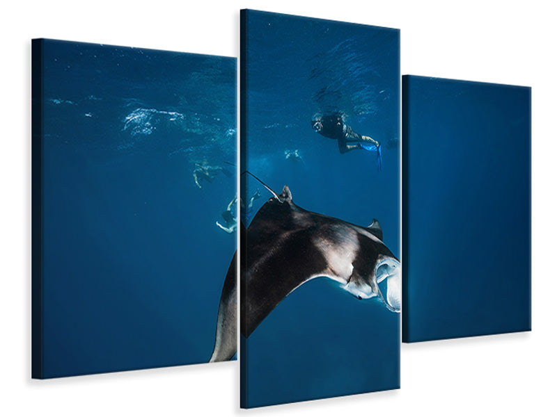 modern-3-piece-canvas-print-manta-ray-ii