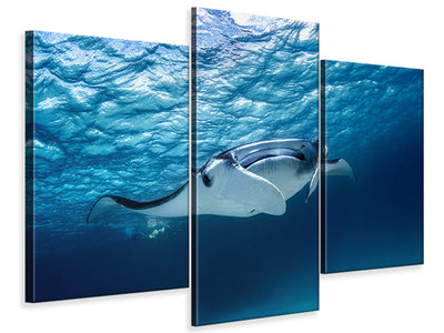 modern-3-piece-canvas-print-manta-ray