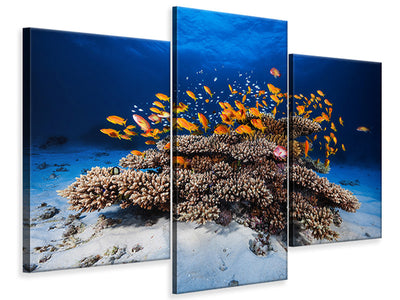 modern-3-piece-canvas-print-marine-life