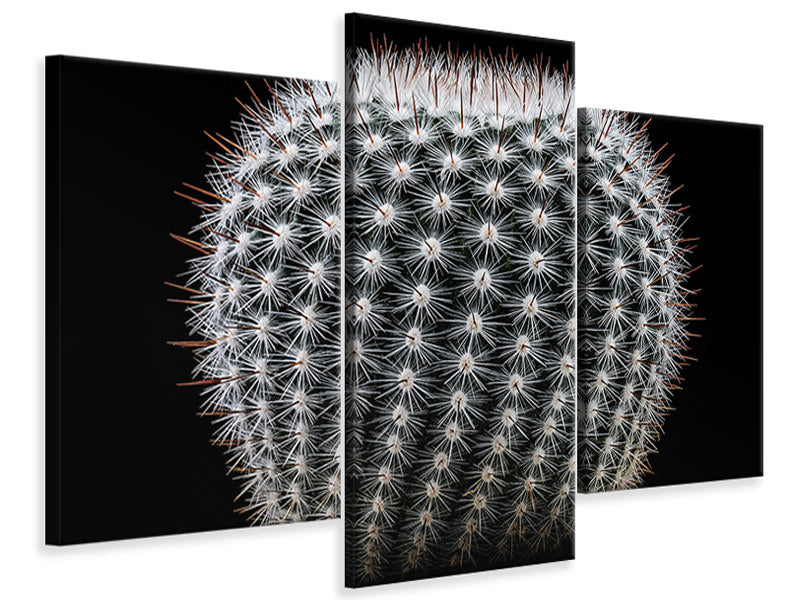 modern-3-piece-canvas-print-notocactus-scopa-ii