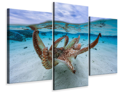 modern-3-piece-canvas-print-octopus-ii