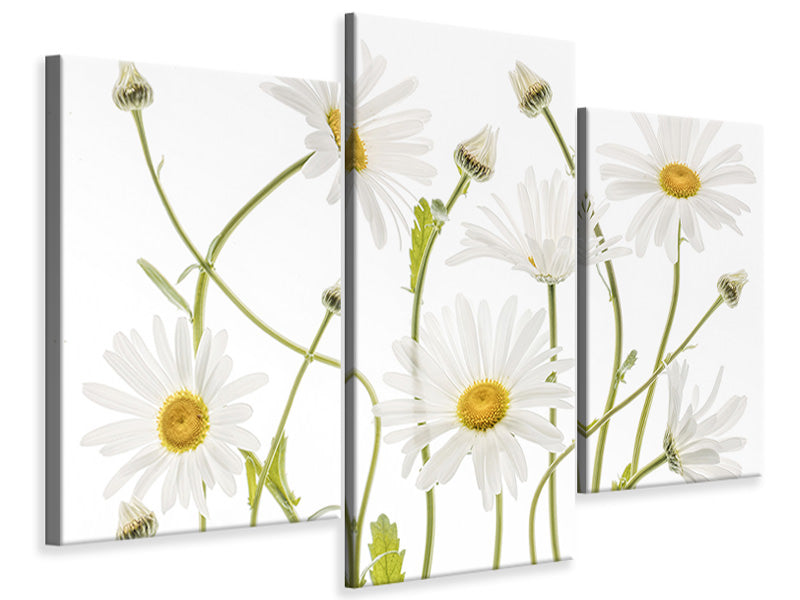 modern-3-piece-canvas-print-ox-eye-daisies