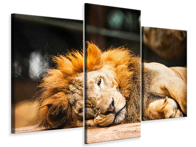 modern-3-piece-canvas-print-relaxed-lion